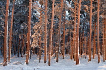 Scot's pine trees (Pinus sylvestris) growing in commercial pine woodland in winter, Cairngorms National Park, Scotland, UK, October