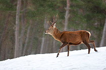 Red deer (Cervus elaphus) stag in pine woodland in winter, Cairngorms National Park, Scotland, UK, February. Did you know? British red deer are different to European red deer, having a shorter tail an...