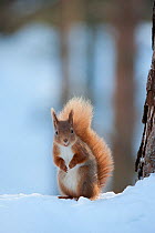 Red Squirrel (Sciurus vulgaris) adult in snow, Cairngorms National Park, Scotland, UK, February