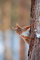 Red Squirrel (Sciurus vulgaris) adult peering around pine trunk in snow, Cairngorms National Park, Scotland, NP February