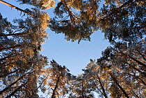 Looking up through the canopy of Scots pine trees (Pinus sylvestris) woodland showing heart shaped opening in canopy, Abernethy Forest, Highland, Scotland, UK, March. Did you know? The needles of a yo...