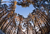 Looking up through the canopy of Scot's pine trees (Pinus sylvestris) woodland showing heart shaped opening in canopy, Abernethy Forest, Highland, Scotland, UK, March