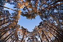 Looking up through the canopy of Scots pine trees (Pinus sylvestris) woodland showing heart shaped opening in canopy, Abernethy Forest, Highland, Scotland, UK, February. 2020VISION Book Plate. Did you...