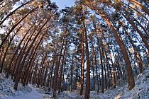 Fish-eye image of Scot's pine trees (Pinus sylvestris) in pine forest, Abernethy forest, Highland, Scotland, UK, February