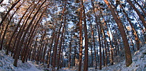 Fish-eye image of Scot's pine trees (Pinus sylvestris) in pine forest, Abernethy forest, Highland, Scotland, UK, February