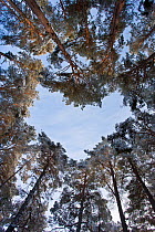 Looking up through the canopy of Scot's pine trees (Pinus sylvestris) woodland showing heart shaped opening in canopy, Abernethy Forest, Highland, Scotland, UK, February
