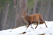 Red deer (Cervus elaphus) stag running through pine woodland in winter, Cairngorms National Park, Scotland, UK, February