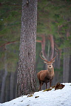 Red deer (Cervus elaphus) stag in pine woodland in winter, Cairngorms National Park, Scotland, UK, February