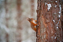 Red squirrel (Sciurus vulgaris) on pine trunk in snow, Scotland, UK, December