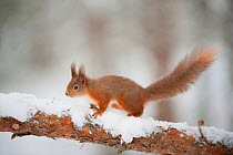 Red squirrel (Sciurus vulgaris) on pine branch in snow, Scotland, UK, December
