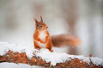 Red squirrel (Sciurus vulgaris) on pine branch in snow, Scotland, UK December