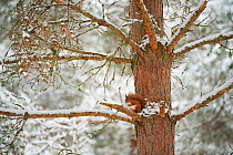 Red squirrel (Sciurus vulgaris) resting in pine tree in snow, Scotland, UK, November