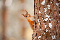 Red squirrel (Sciurus vulgaris) on pine tree in snow, Scotland, UK, December