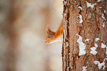 Red squirrel (Sciurus vulgaris) on pine tree in snow, Scotland, UK, November