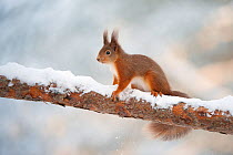Red squirrel (Sciurus vulgaris) in snow, Scotland, UK, November