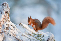 Red squirrel (Sciurus vulgaris) in snow, Scotland,  UK, November