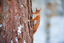 Red squirrel (Sciurus vulgaris) climbing pine tree in snow, Scotland, UK, December