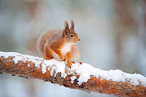 Red squirrel (Sciurus vulgaris) on pine branch in snow, Scotland, UK, December