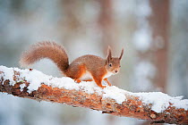Red squirrel (Sciurus vulgaris) in snow, Scotland, UK, November