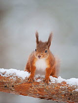 Red squirrel (Sciurus vulgaris) in snow, Scotland,  UK, November