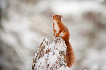 Red squirrel (Sciurus vulgaris) on pine stump in snow, sniffing the air, Scotland, UK, November
