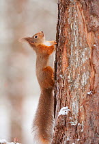 Red squirrel (Sciurus vulgaris) climbing up pine tree in snow, Scotland, UK, December