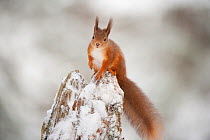 Red squirrel (Sciurus vulgaris) on pine stump in snow, Scotland, UK, December
