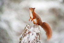 Red squirrel (Sciurus vulgaris) on pine stump in snow, sniffing the air, Scotland, UK, December