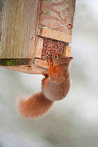 Red squirrel (Sciurus vulgaris) feeding on peanuts in feeder, Scotland, UK, November