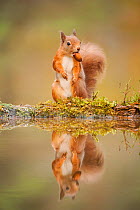 Red squirrel (Sciurus vulgaris) at woodland pool, feeding on nut, Scotland, UK, November. Highly commended, 'Animal Portraits' category, British Wildlife Photography Awards (BWPA) competition 2012.