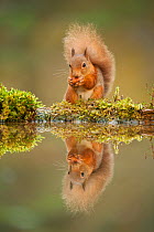 Red squirrel (Sciurus vulgaris) at woodland pool, feeding on nut, Scotland, UK, November