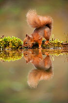 Red squirrel (Sciurus vulgaris) drinking from woodland pool, Scotland, UK, November
