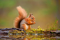 Red squirrel (Sciurus vulgaris) beside woodland pool, feeding on hazel nut, Scotland, UK, November
