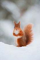 Red Squirrel (Sciurus vulgaris) adult in snow, Cairngorms National Park, Scotland, February
