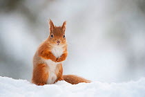 Red Squirrel (Sciurus vulgaris) adult in snow, Cairngorms National Park, Scotland, February. Did you know? Red squirrels need 1 hectare of forest per squirrel, whereas Grey squirrels can live at a den...