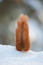 Red Squirrel (Sciurus vulgaris) rear view of adult in snow showing tail, Cairngorms National Park, Scotland, UK, February
