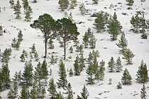 Aerial view of Scot's pine trees (Pinus sylvestris) on hillside in winter showing regeneration of young trees around mature tree, Inchriach, Cairngorms, Scotland, UK, February 2010. Did you know? Scot...