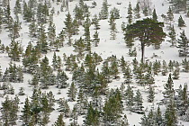 Aerial view of Scot's pine trees (Pinus sylvestris) on hillside in winter showing regeneration of young trees around mature tree, Inchriach, Cairngorms, Scotland, UK, February 2010