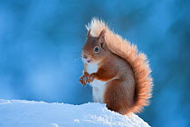 Red Squirrel (Sciurus vulgaris) adult in snow, Cairngorms National Park, Scotland, UK, February