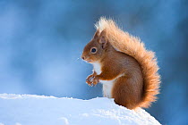 Red Squirrel (Sciurus vulgaris) adult in snow, Cairngorms National Park, Scotland, UK, February. Did you know? Red squirrels aren't always red - they can be brown, black or even grey.