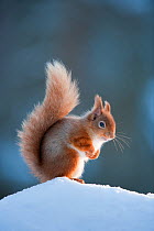 Red Squirrel (Sciurus vulgaris) adult in snow, Cairngorms National Park, Scotland, February