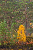 Silver birch (Betula pendula) and Scot's pine trees (Pinus sylvestris) woodland in autumn, Glen Affric, Highland, Scotland, UK, October
