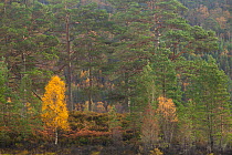 Silver birch (Betula pendula) and Scot's pine trees (Pinus sylvestris) woodland in autumn, Glen Affric, Highland, Scotland, UK, October