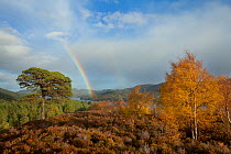 Silver birch (Betula pendula) and Scot's pine trees (Pinus sylvestris) woodland in autumn with rainbow in the background, Glen Affric, Highland, Scotland, UK, October 2010