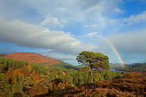 Scot's pine trees (Pinus sylvestris) woodland in autumn with rainbow in the background, Glen Affric, Highland, Scotland, UK, October 2010