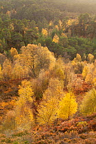 Silver birch (Betula pendula) and Scot's pine trees (Pinus sylvestris) woodland in autumn, Glen Affric, Highland, Scotland, UK, October 2010