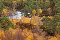 River Affric flowing through Silver birch (Betula pendula) and Scot's pine (Pinus sylvestris) woodland in autumn, Glen Affric, Highland, Scotland, UK, October 2010