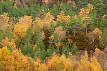 Silver birch (Betula pendula) and Scot's pine trees (Pinus sylvestris) woodland in autumn, Glen Affric, Highland, Scotland, UK, October 2010
