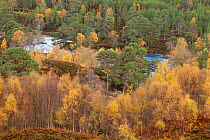 River Affric flowing through Silver birch (Betula pendula) and Scot's pine trees (Pinus sylvestris) woodland in autumn, Glen Affric, Highland, Scotland, UK, October 2010