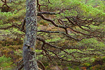 Scot's pine tree (Pinus sylvestris) Glen Affric, Highland, Scotland, UK, October